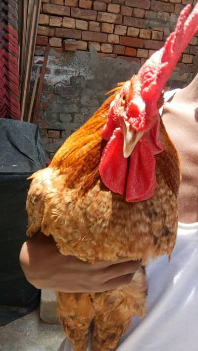 bhoolu murga for sale