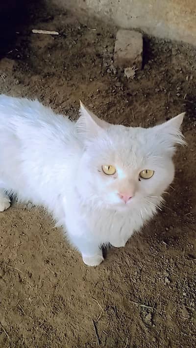 beautiful male cat for sale.