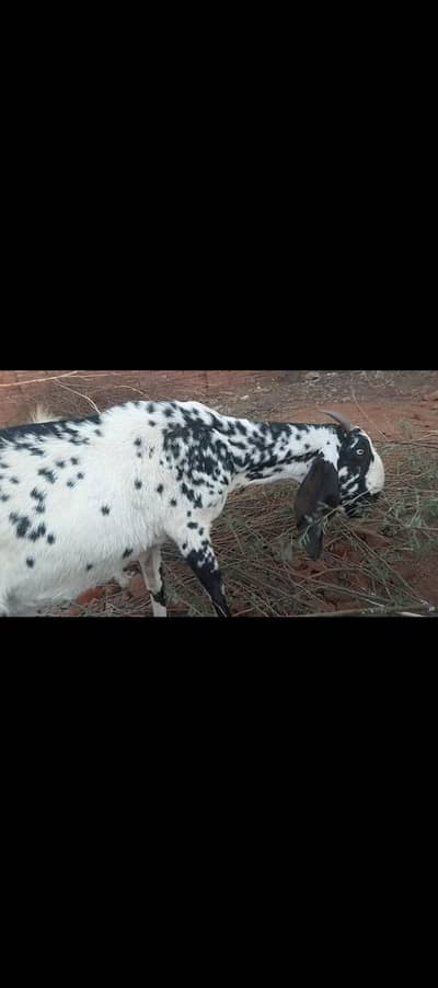 qurbani kay liay bkri for sale