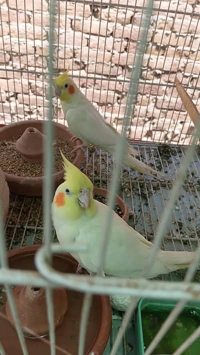 cocktail for sale
