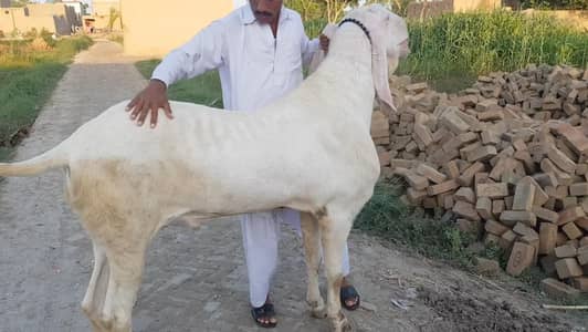 Qurbani lagne wala Rajanpuri Gulabi Bakra for sale/ _03102729869