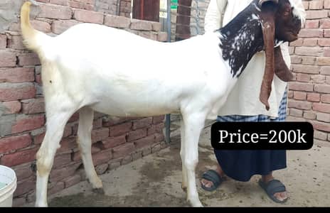 Goats | Bkra | Qurbani bkra | Desi bkra | White Goats | Bkra For Sale