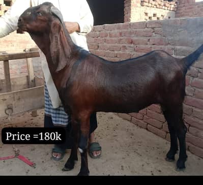 Goats | Bkra | Qurbani bkra | Desi bkra | White Goats | Bkra For Sale