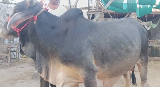 Qurbani k liye