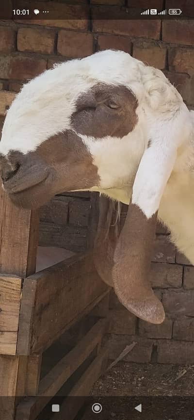 EID ka Gift (Sheep) 0-3-0-0-4-0-3-8-9-5-2