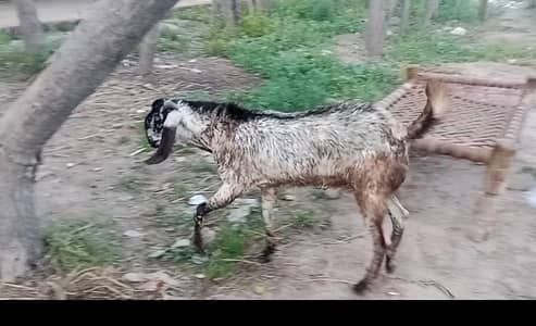 Male Goat
