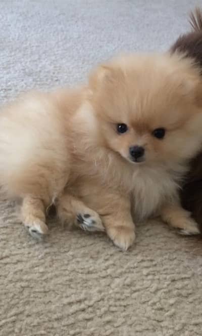 Pomeranian Toy Male Puppy Up For Good Families