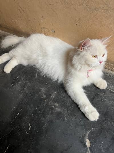 white russian cat