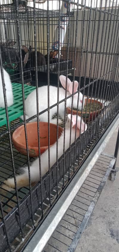Hop and Nibble Rabbitory - 6 Newzealand white bunnies 43 days old