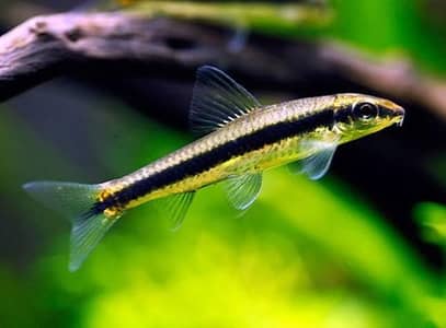 fishes available