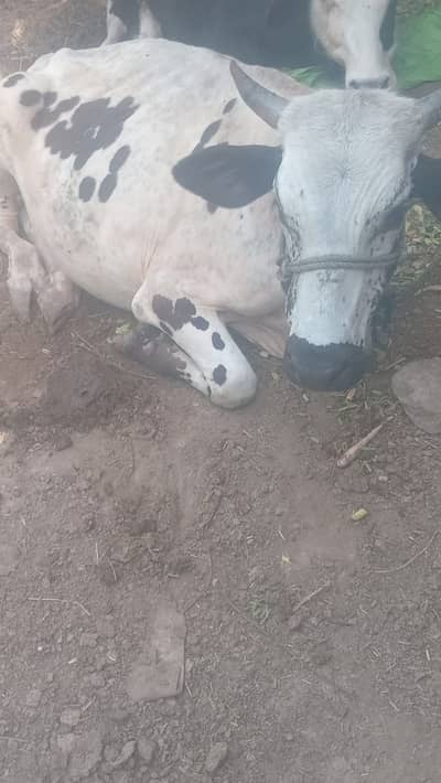 Baal for Sale | Eid Animal |Ox