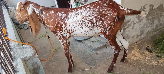 Goat | Desi Goat | Bakri | دیسی بکری |Breader | bakry | Healthy Goats