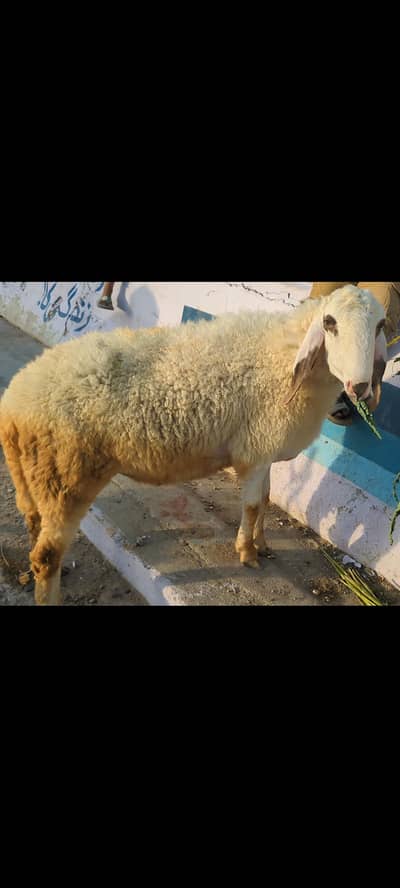 Male Sheep Pair