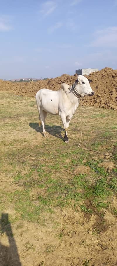 Bull for sale 03155072016