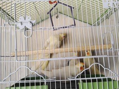 koktail 30 peces for sale active and healthy