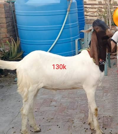 Bakra