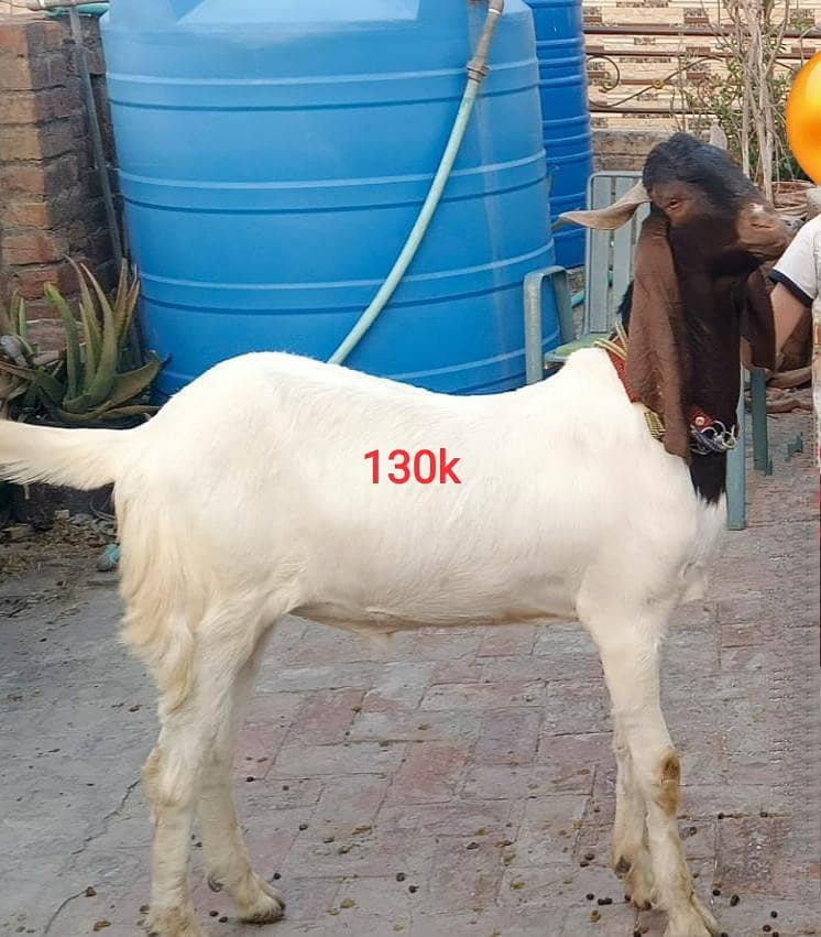 Bakra 0