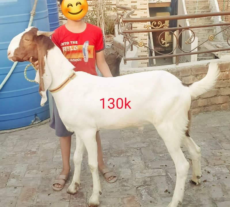 Bakra 1