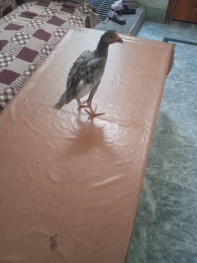 Quality Aseel Chicks AvailableHealthy & Active Aseel Chicks for Sale