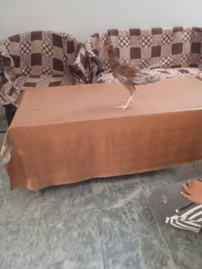 Quality Aseel Chicks AvailableHealthy & Active Aseel Chicks for Sale