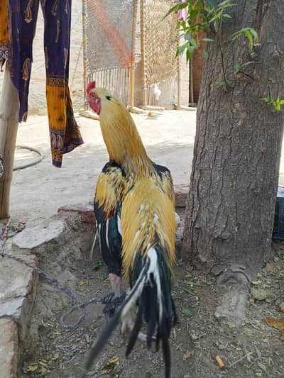 Aseel murga