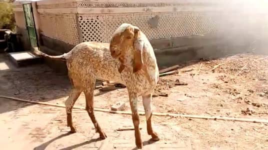 Makkah Chini Bakra Qurbani ke liye for sale _03102729869