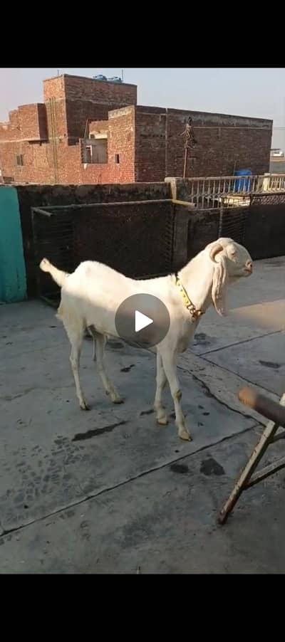 Rajanpuri gulabi male 3 Danat