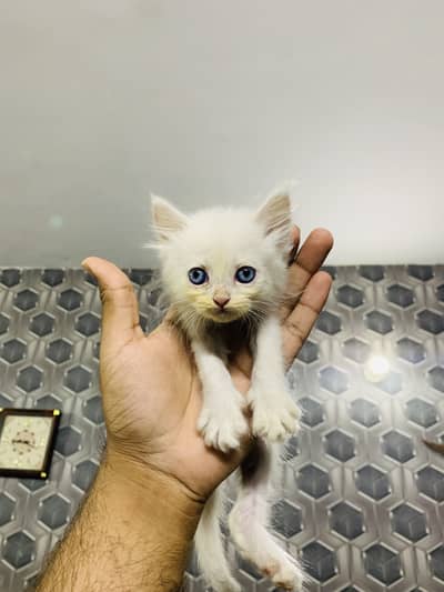Himalayan babies