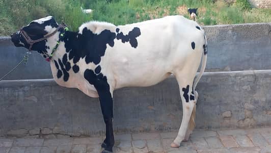 Qurbani Small Cows