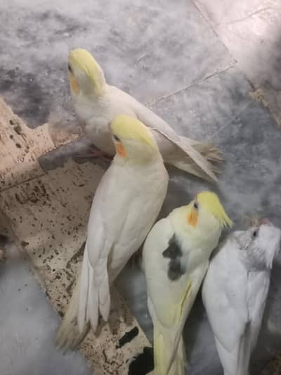 free flight Cockatiels and chiks