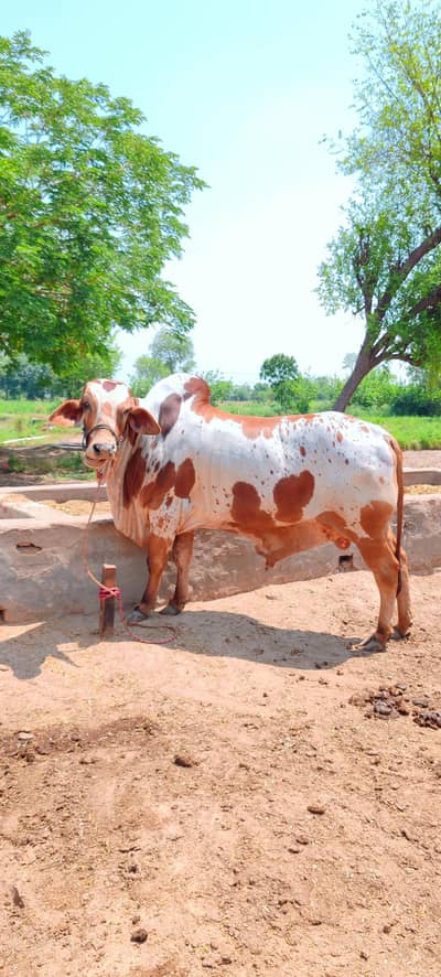 Qurbani k beautiful Janwar, Munasib Qeemat per 03000424009