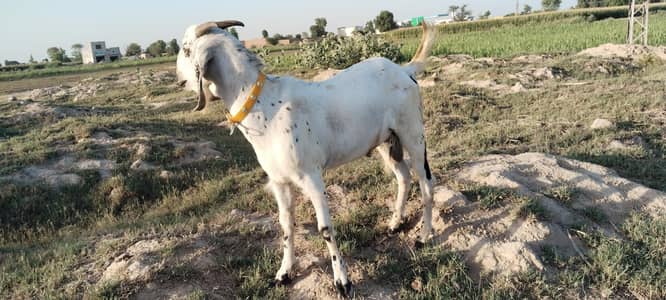 bakra for sale
