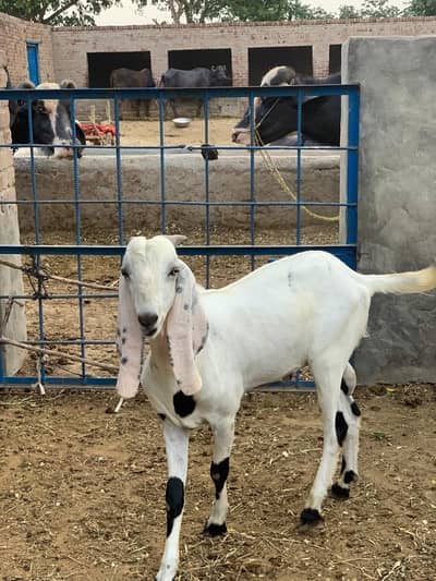 Heavy Weight Desi Bakra – Qurbani Special