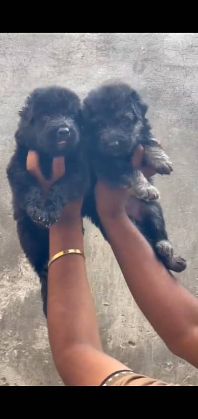 German shepherd puppies available