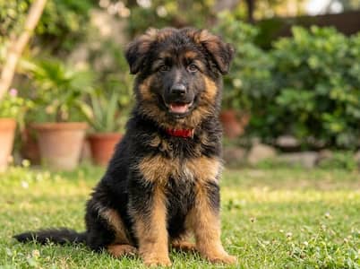 Top Quality German shepherd puppies & adult Dog