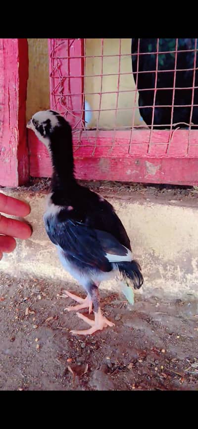 Heera Aseel Chozy