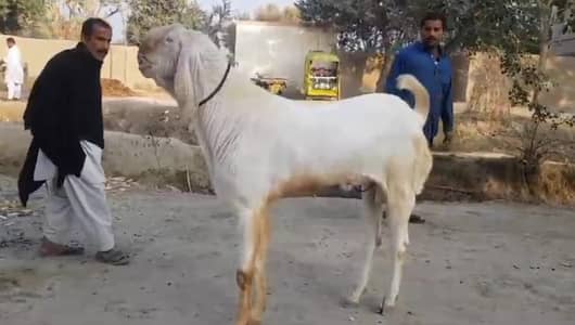 Qurbani ke liye Bakra for sale _03102729869