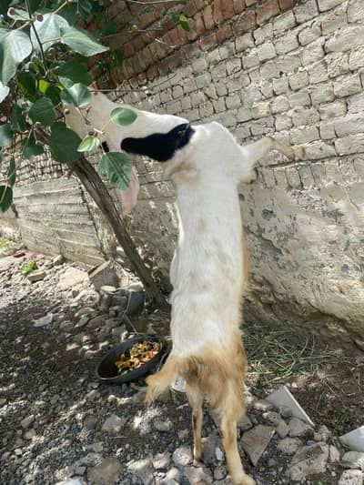 goat hai ghr ki