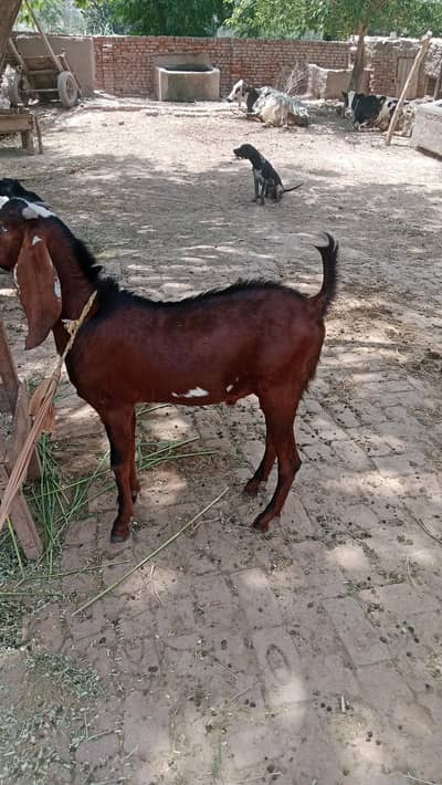 goat male