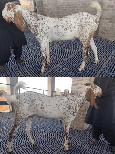  Premium Makkhi Cheeni Bakras Available for Qurbani 