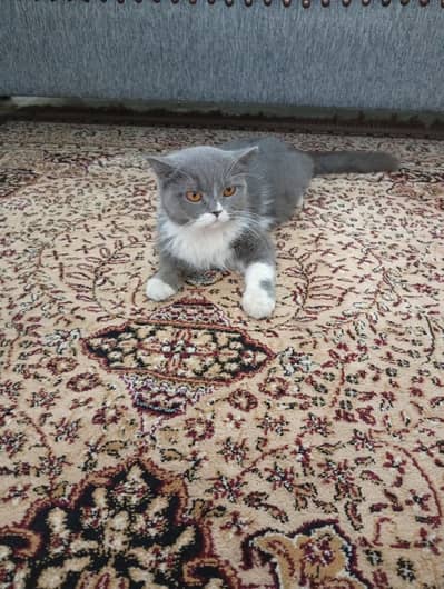 REAL TOM AND JERRY CAT
