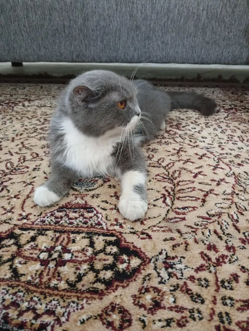 REAL TOM AND JERRY CAT — photo 2