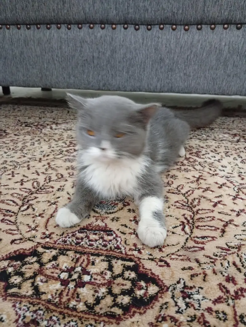 REAL TOM AND JERRY CAT — photo 3