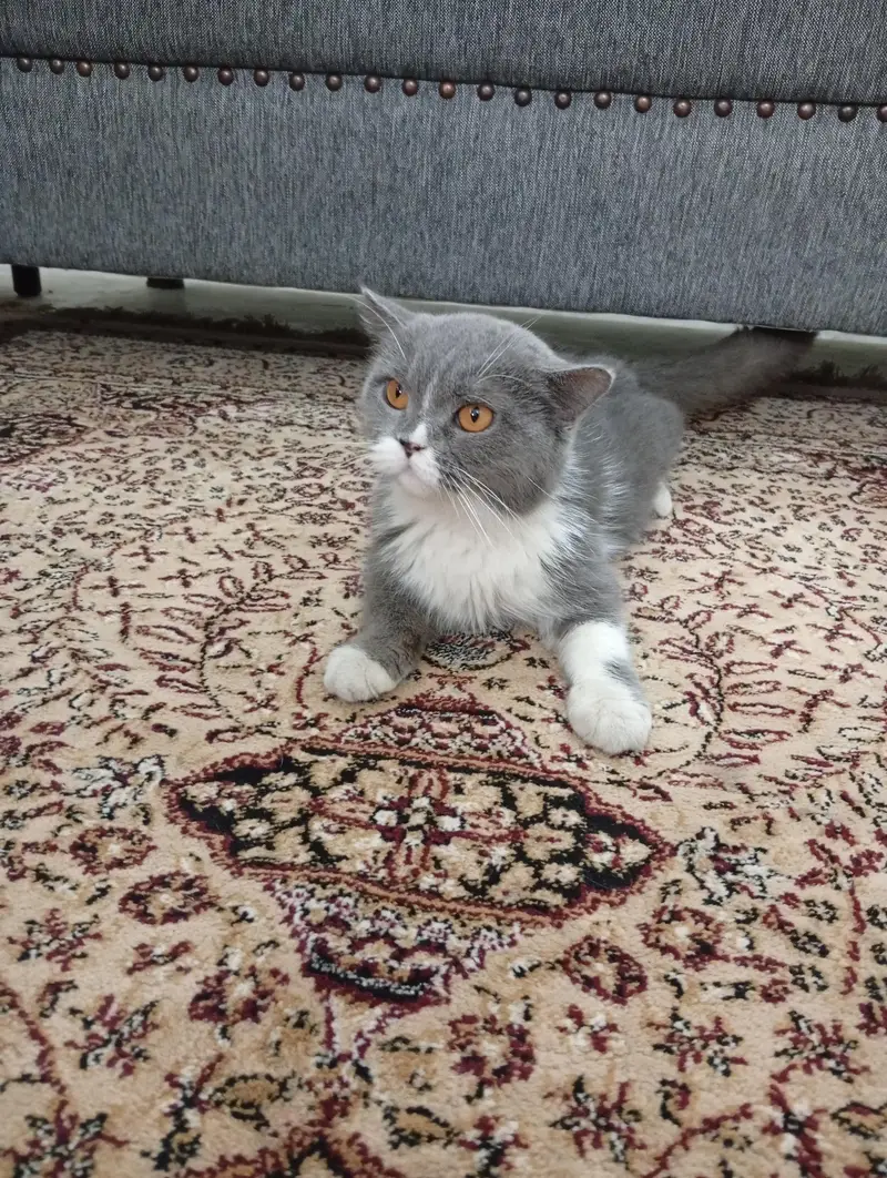 REAL TOM AND JERRY CAT — photo 4