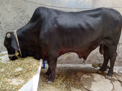 Premium Heavy Bull 600KG | Bachra | Wacha | Qurbani bull for sale