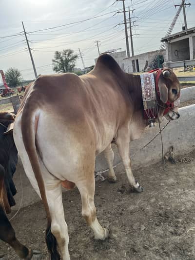 Donda wehra Available Bahria Town