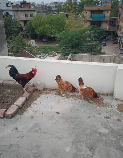 4 desi hens 1 murgha forsale