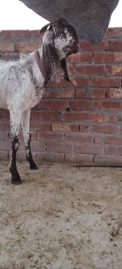 Desi bakra