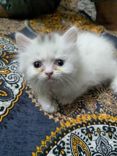 Punch Face Kitten Female
