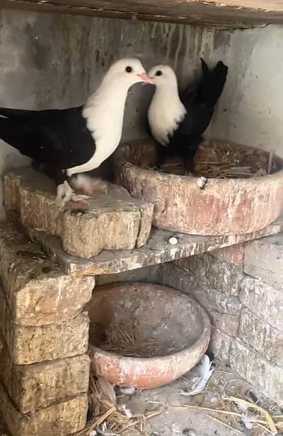 pair for sale hy Whatsapp number 03461101225